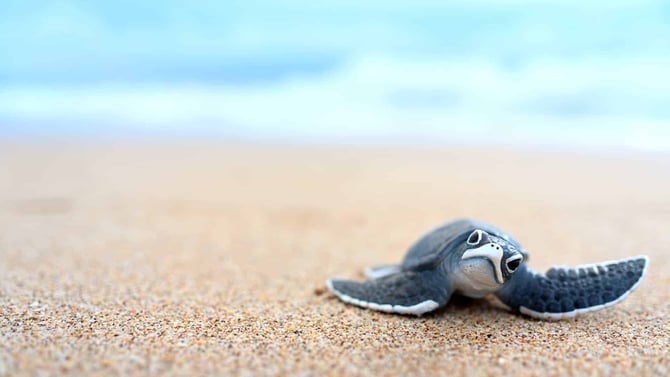 Be a Friend to Sea Turtles (and Other Wildlife)